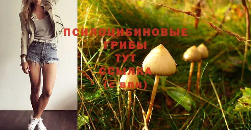 Галлюциногенные грибы Cubensis  наркота  Пойковский 